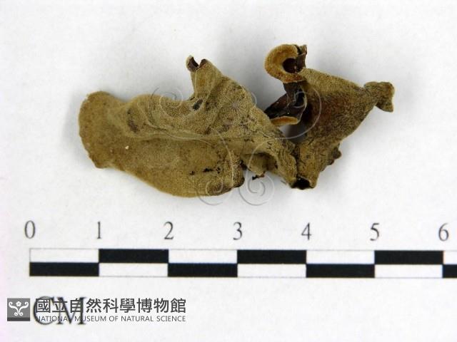 毛木耳藏品圖，第3張