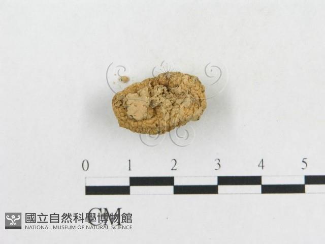 登錄號:F0002297藏品圖，第3張