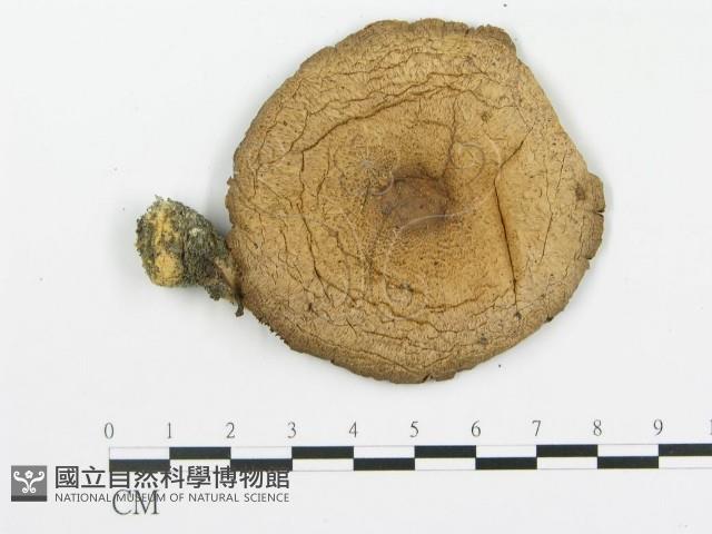 登錄號:F0012297藏品圖，第3張