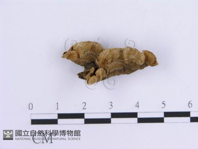 登錄號:F0007297藏品圖，第1張