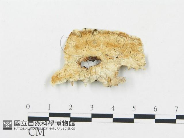 登錄號:F0017297藏品圖，第1張