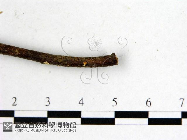 登錄號:F0005297藏品圖，第3張