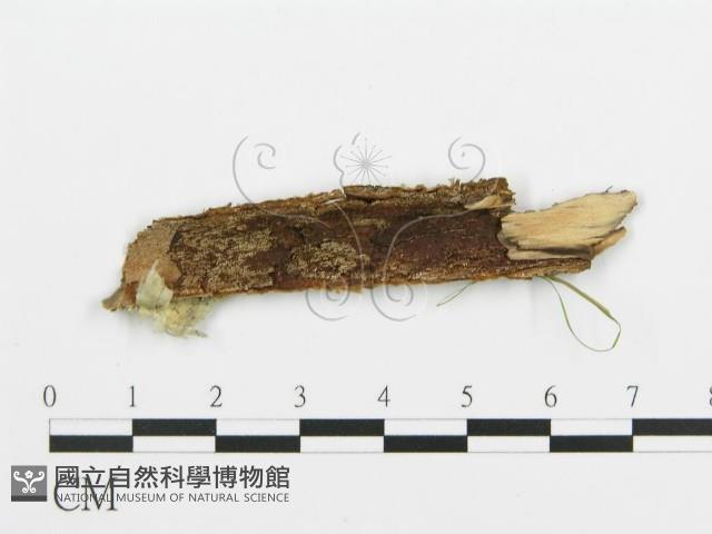 登錄號:F0015297藏品圖，第3張