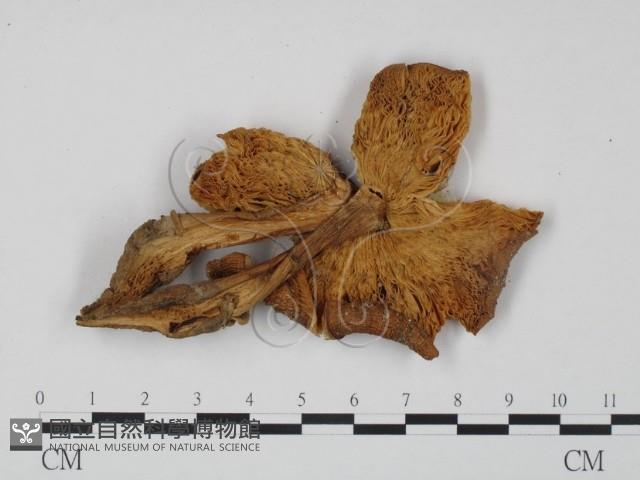登錄號:F0013297藏品圖，第3張