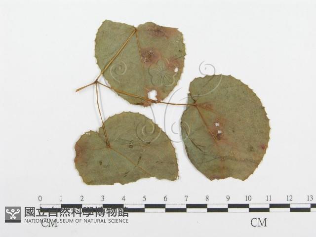 登錄號:F0018897藏品圖，第1張
