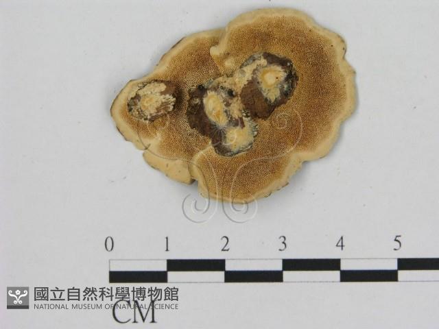 登錄號:F0010897藏品圖，第3張
