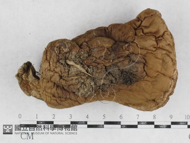 登錄號:F0026897藏品圖，第3張