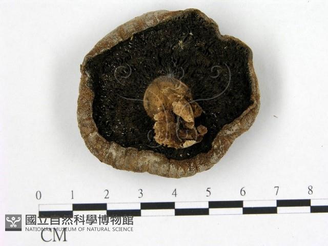 登錄號:F0021897藏品圖，第3張