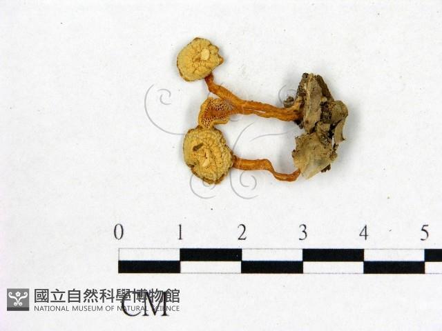 登錄號:F0001897藏品圖，第3張