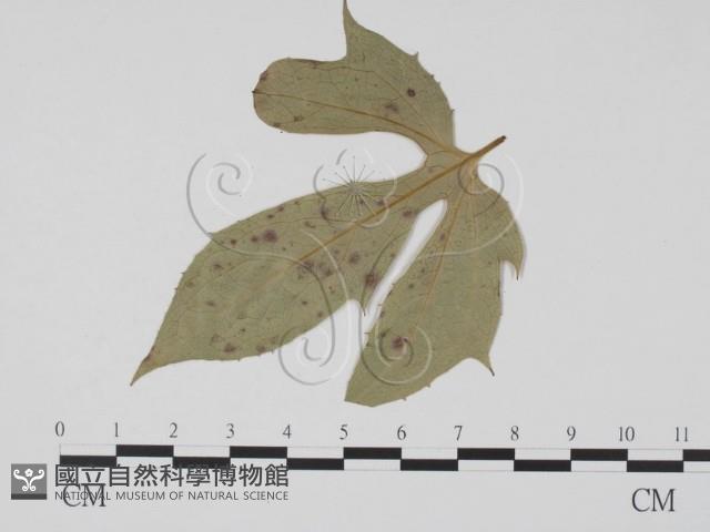 登錄號:F0011897藏品圖，第3張