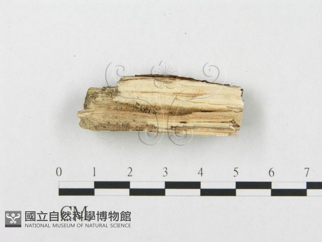 銳岩菌屬藏品圖，第3張
