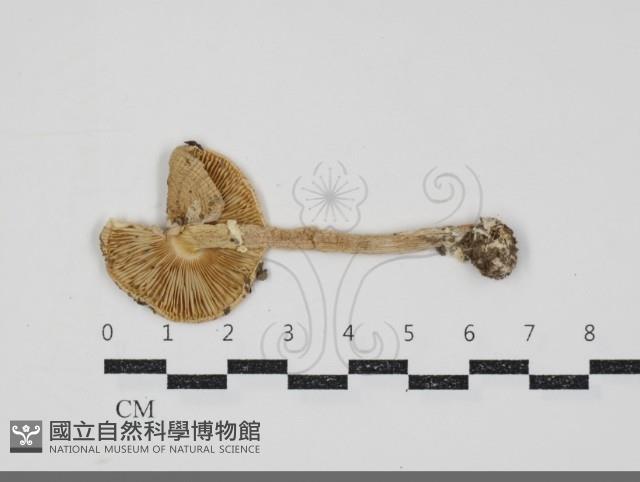 登錄號:F0034897藏品圖，第3張