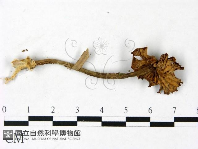 登錄號:F0022897藏品圖，第3張