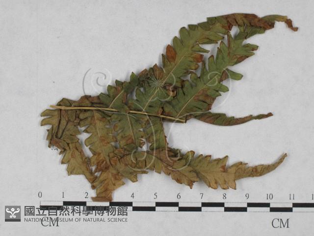 登錄號:F0027897藏品圖，第1張