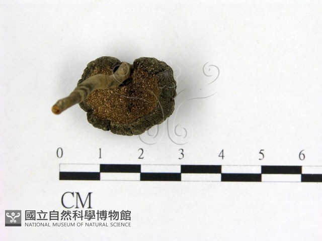 假芝屬藏品圖，第3張