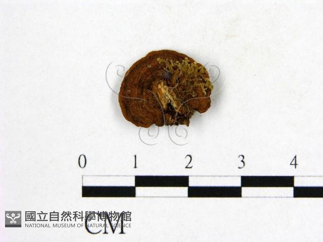 登錄號:F0005897藏品圖，第3張