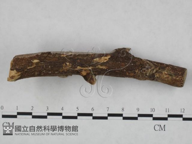 登錄號:F0023897藏品圖，第3張