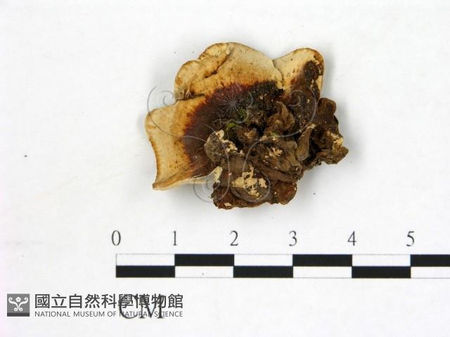 登錄號:F0003897藏品圖，第3張