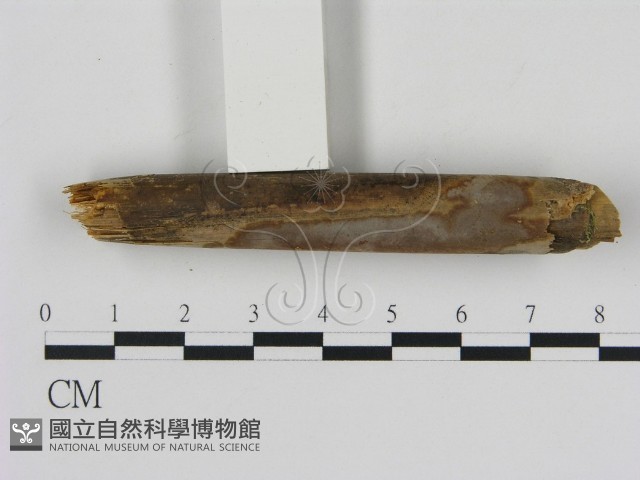 刺革菌屬藏品圖，第3張