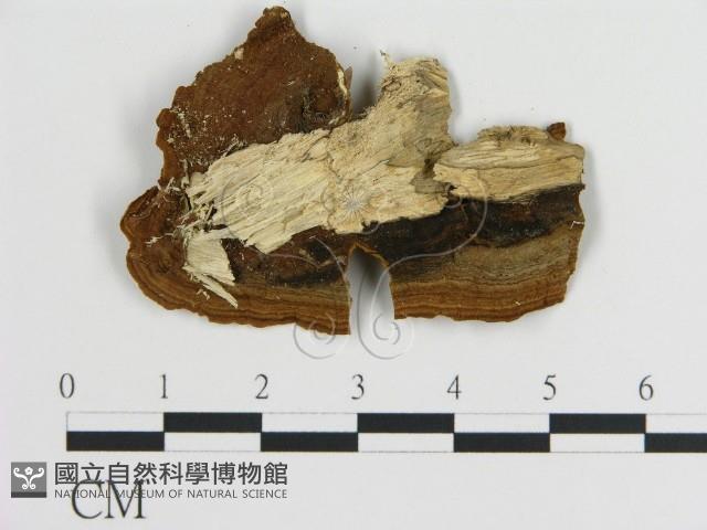 刺革菌屬藏品圖，第3張
