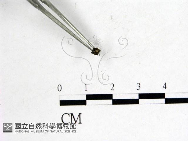登錄號:F0000997藏品圖，第3張
