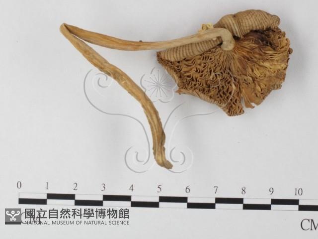 登錄號:F0010997藏品圖，第3張