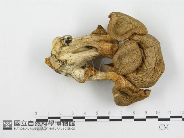 登錄號:F0016997藏品圖，第3張