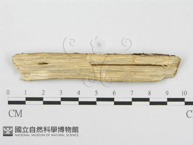 筍殼菌屬藏品圖，第3張