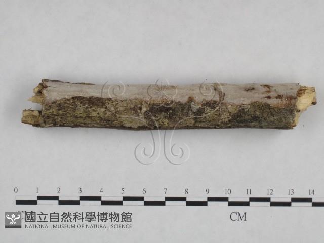 登錄號:F0024997藏品圖，第3張