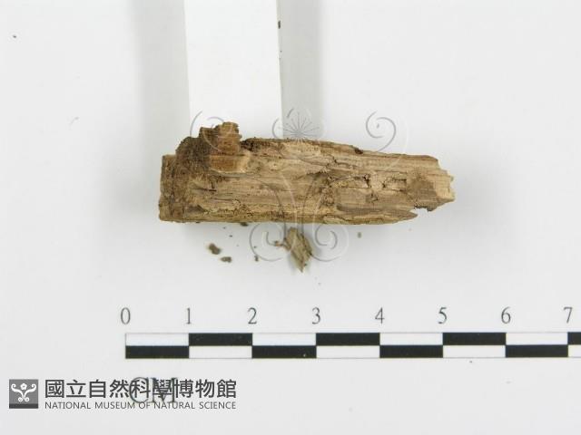 登錄號:F0004997藏品圖，第3張