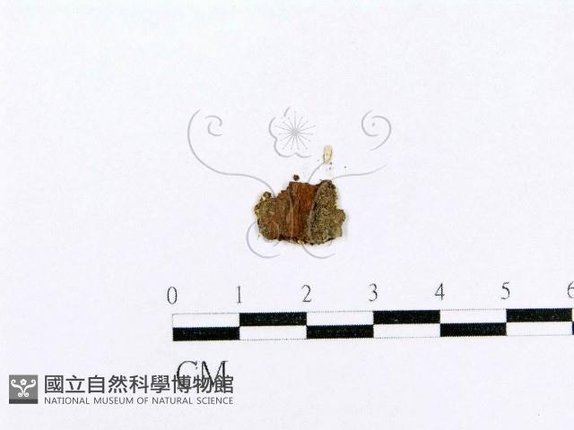 射脈菌屬藏品圖，第3張