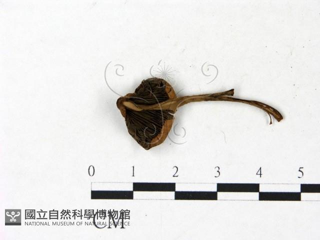 登錄號:F0022997藏品圖，第3張