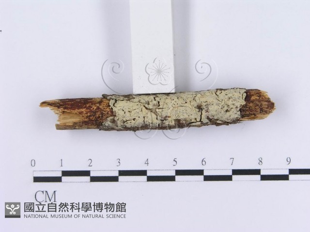登錄號:F0002997藏品圖，第3張