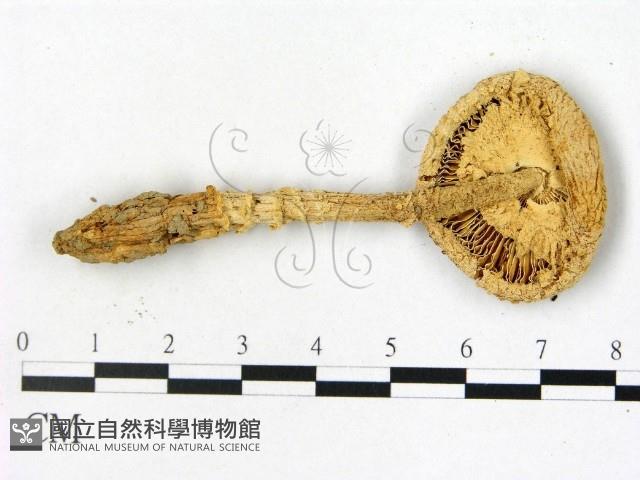 鵝膏屬藏品圖，第3張