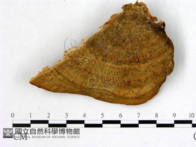 登錄號:F0005997藏品圖，第3張
