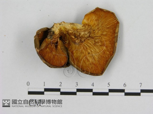 登錄號:F0013997藏品圖，第3張