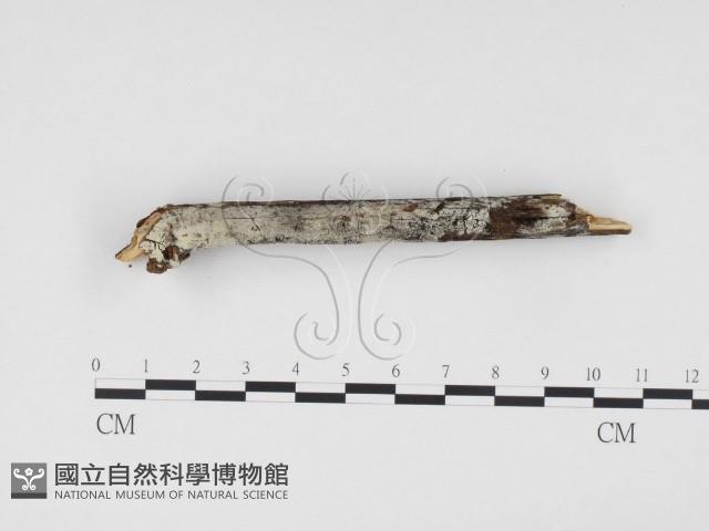 登錄號:F0018697藏品圖，第3張
