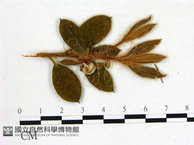登錄號:F0020697藏品圖，第3張