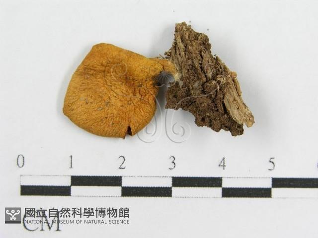 登錄號:F0010697藏品圖，第3張