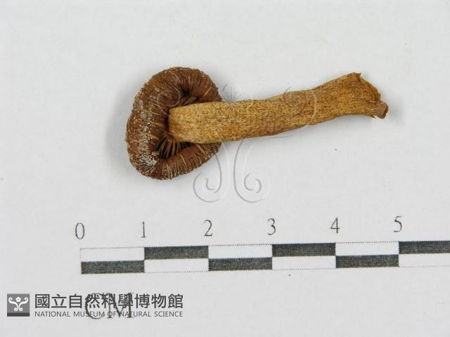 紅菇屬藏品圖，第3張