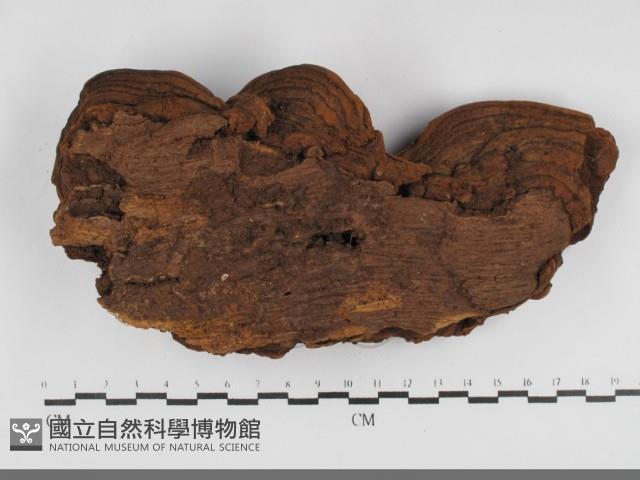 木層孔菌屬藏品圖，第3張