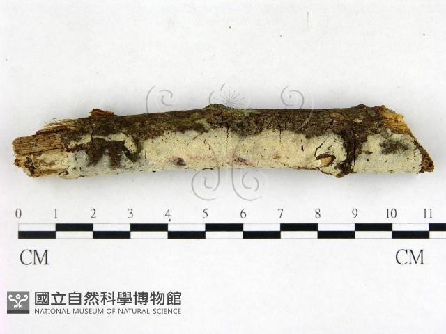 剛毛絲皮菌藏品圖，第3張