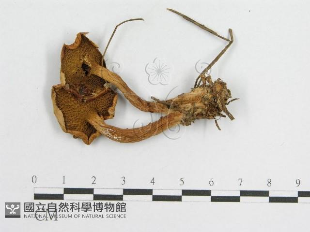 登錄號:F0002697藏品圖，第3張