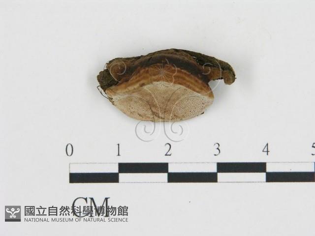 登錄號:F0017697藏品圖，第1張