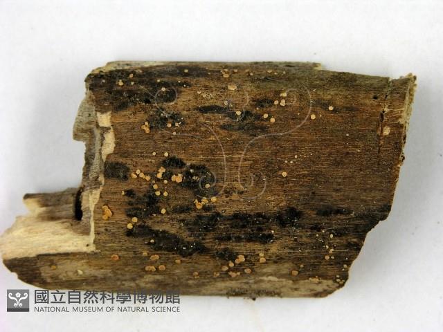 登錄號:F0005697藏品圖，第3張