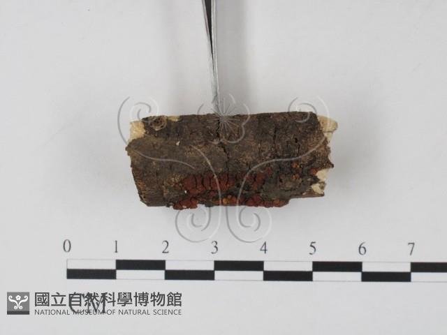 登錄號:F0019697藏品圖，第3張