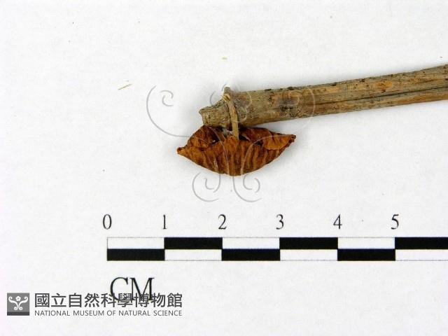 微皮傘屬藏品圖，第3張