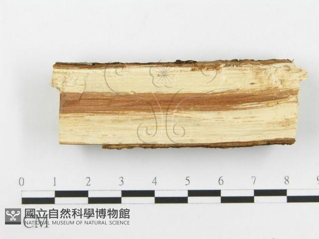 登錄號:F0020497藏品圖，第3張