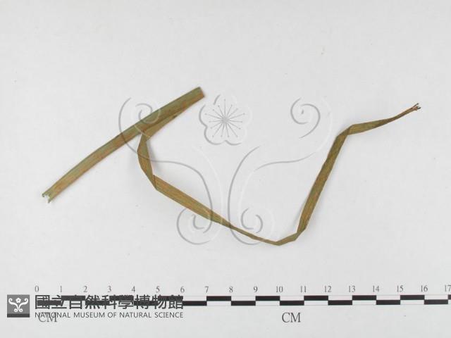 登錄號:F0026497藏品圖，第1張