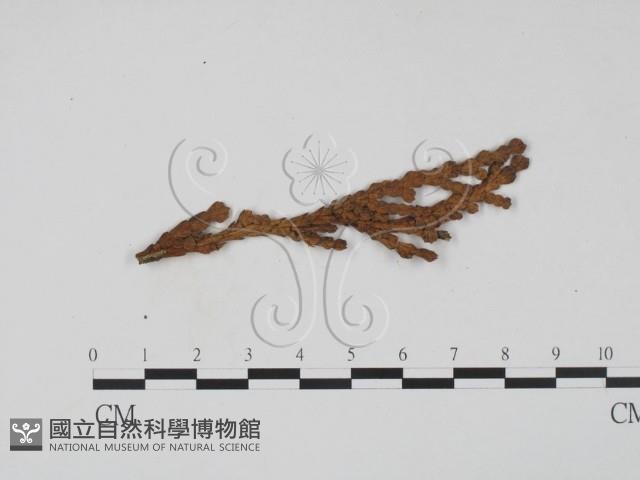 登錄號:F0011497藏品圖，第3張